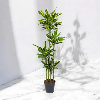 Dracaena fragrans 'Golden coast'