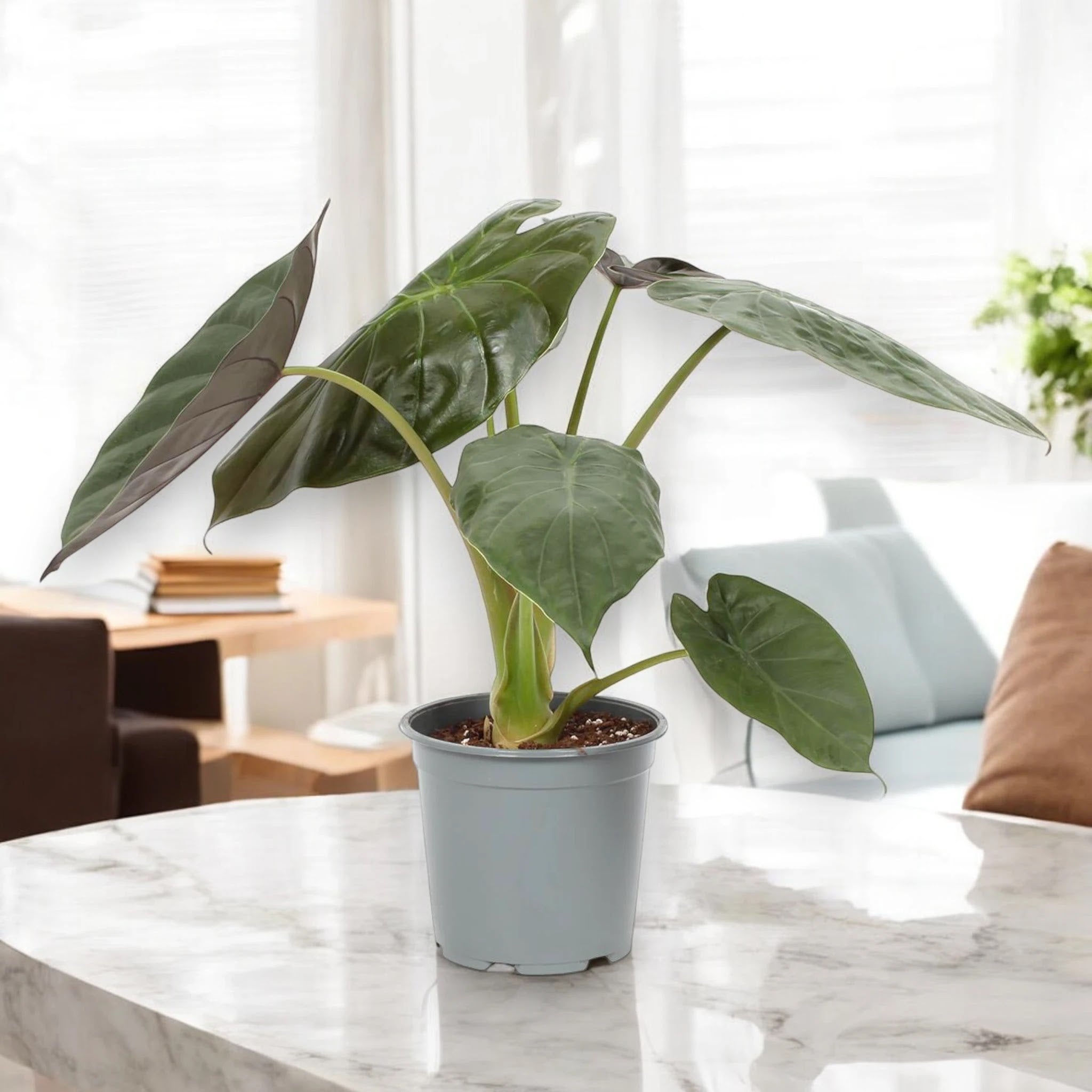 Alocasia 'Wentii'
