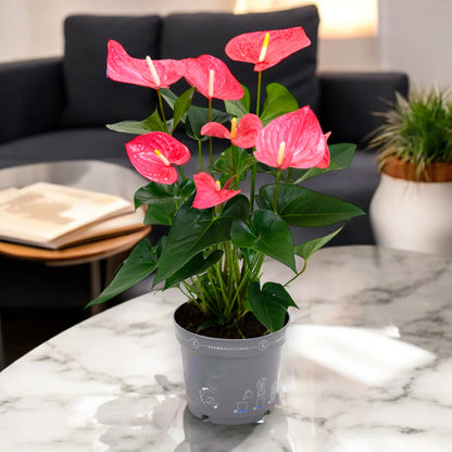 Anthurium 'Karma pink'