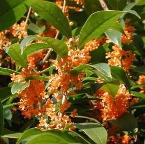 Osmanthus fragrans