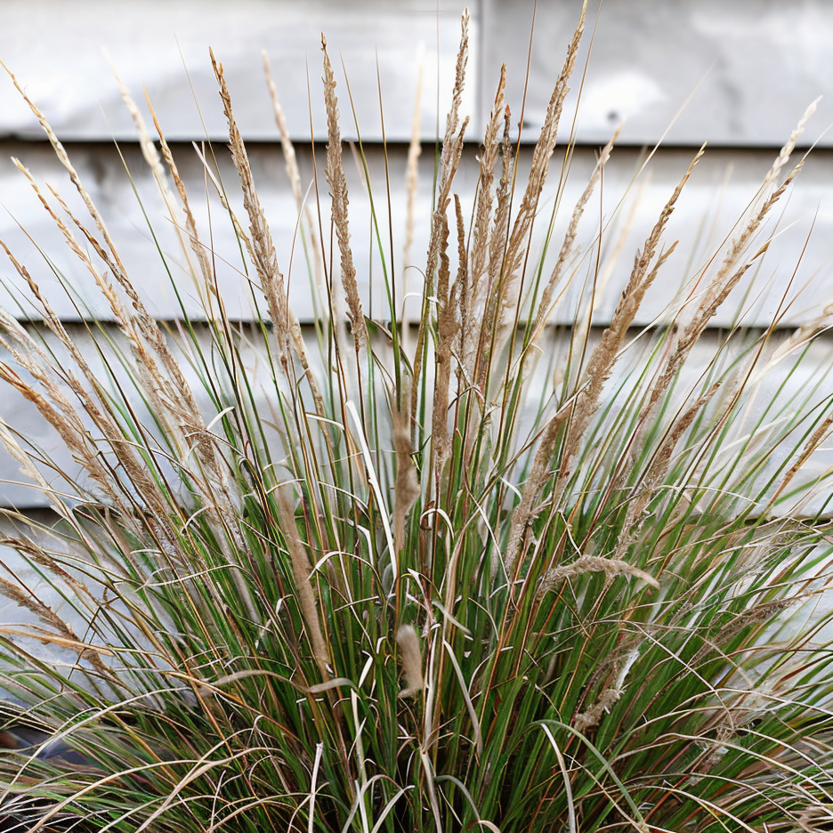 Stipa tenuissima con fogliame filiforme e inflorescenze al vento