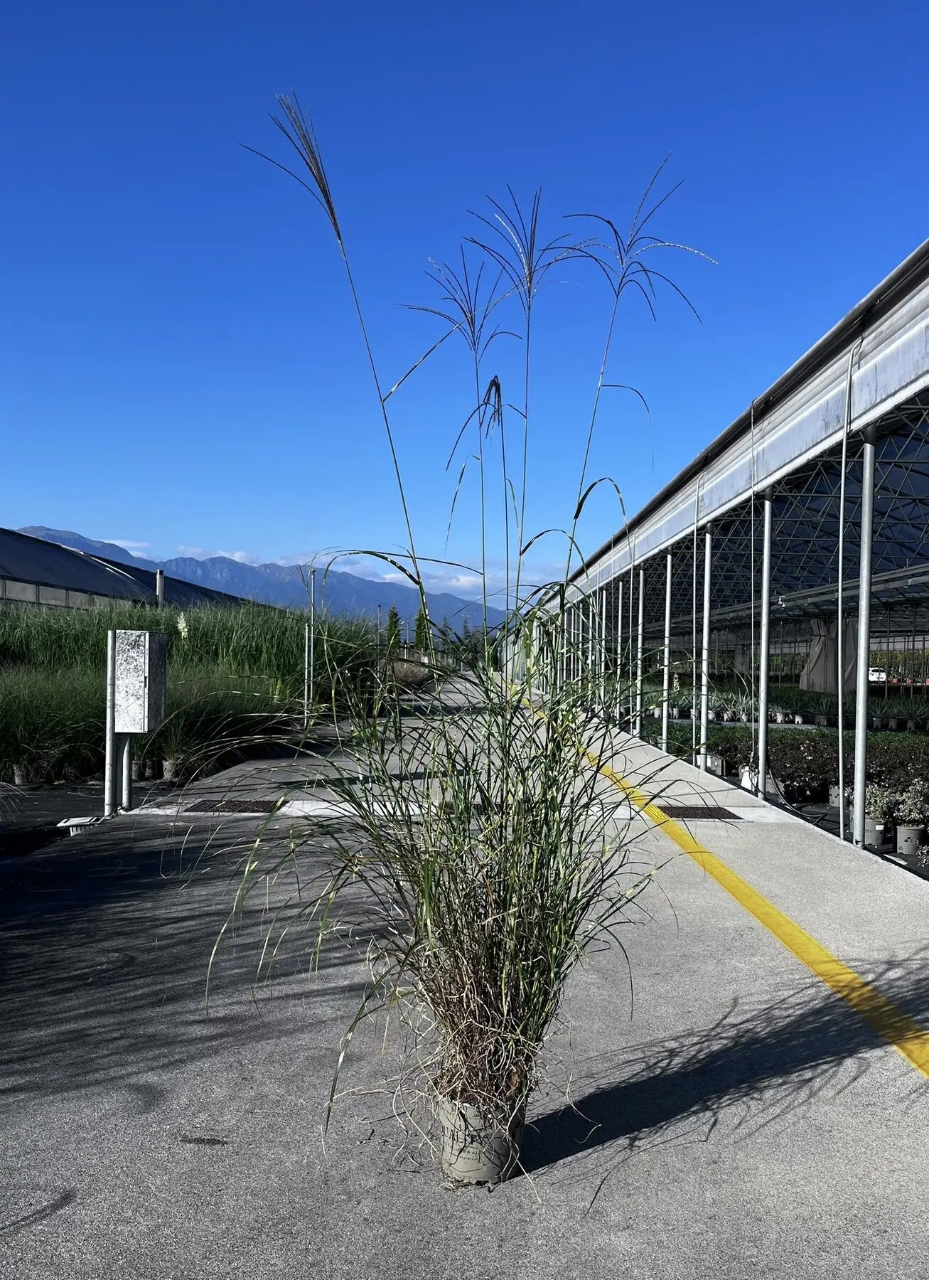 Cespo di Miscanthus Strictus in bordura ornamentale con pannocchie