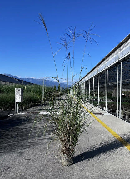 Cespo di Miscanthus Strictus in bordura ornamentale con pannocchie