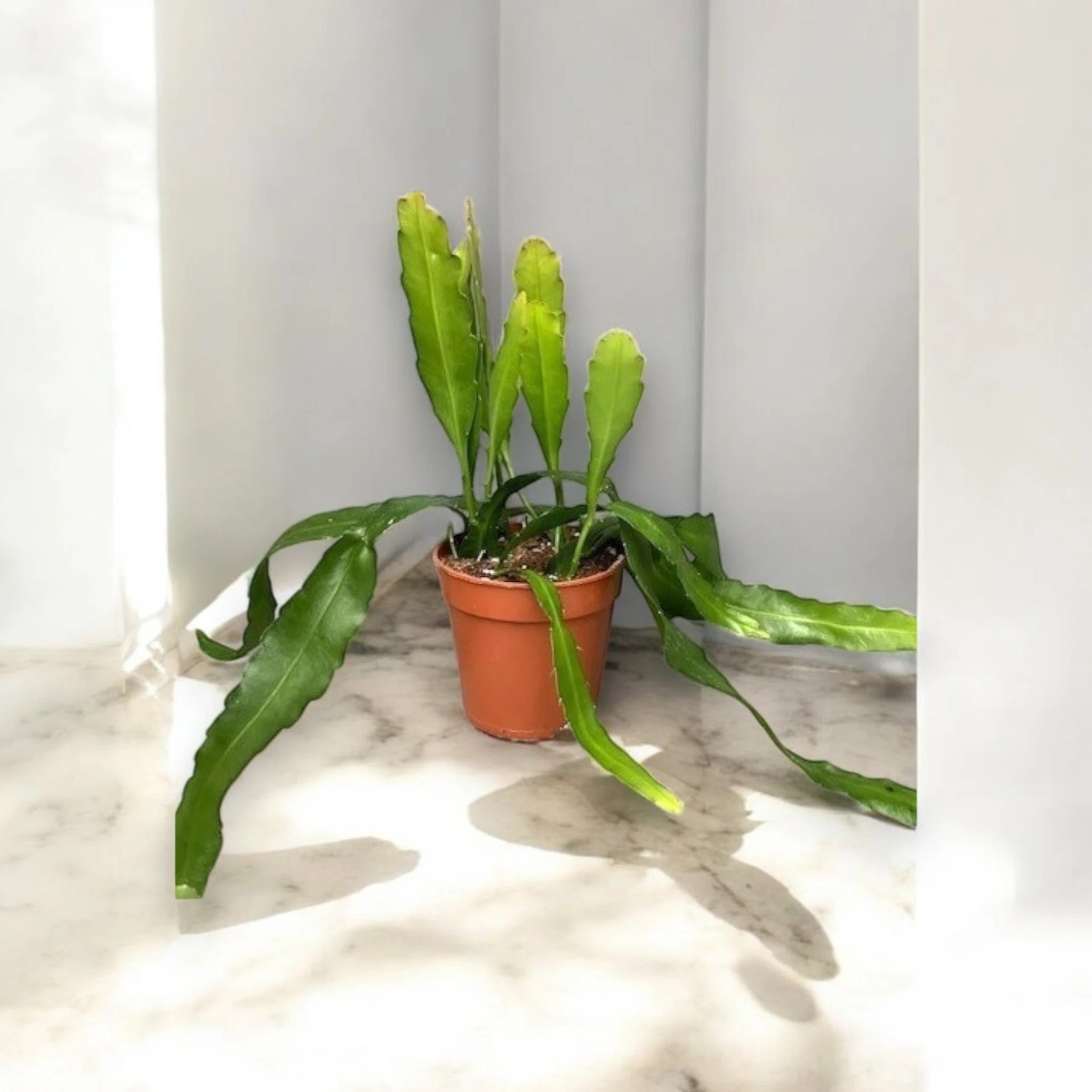 Epiphyllum fruhlingsgold