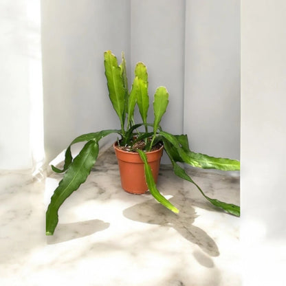 Epiphyllum fruhlingsgold