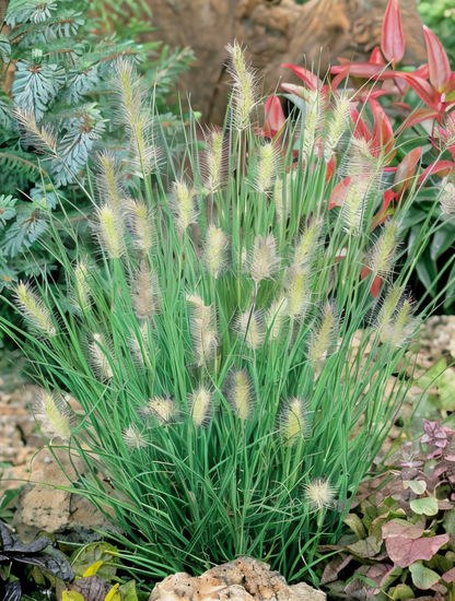 Cespo compatto di Pennisetum Little Bunny in bordura