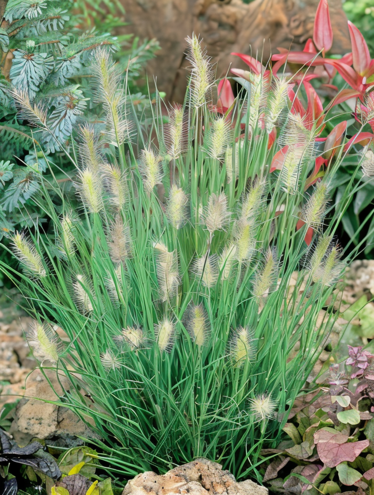 Cespo compatto di Pennisetum Little Bunny in bordura
