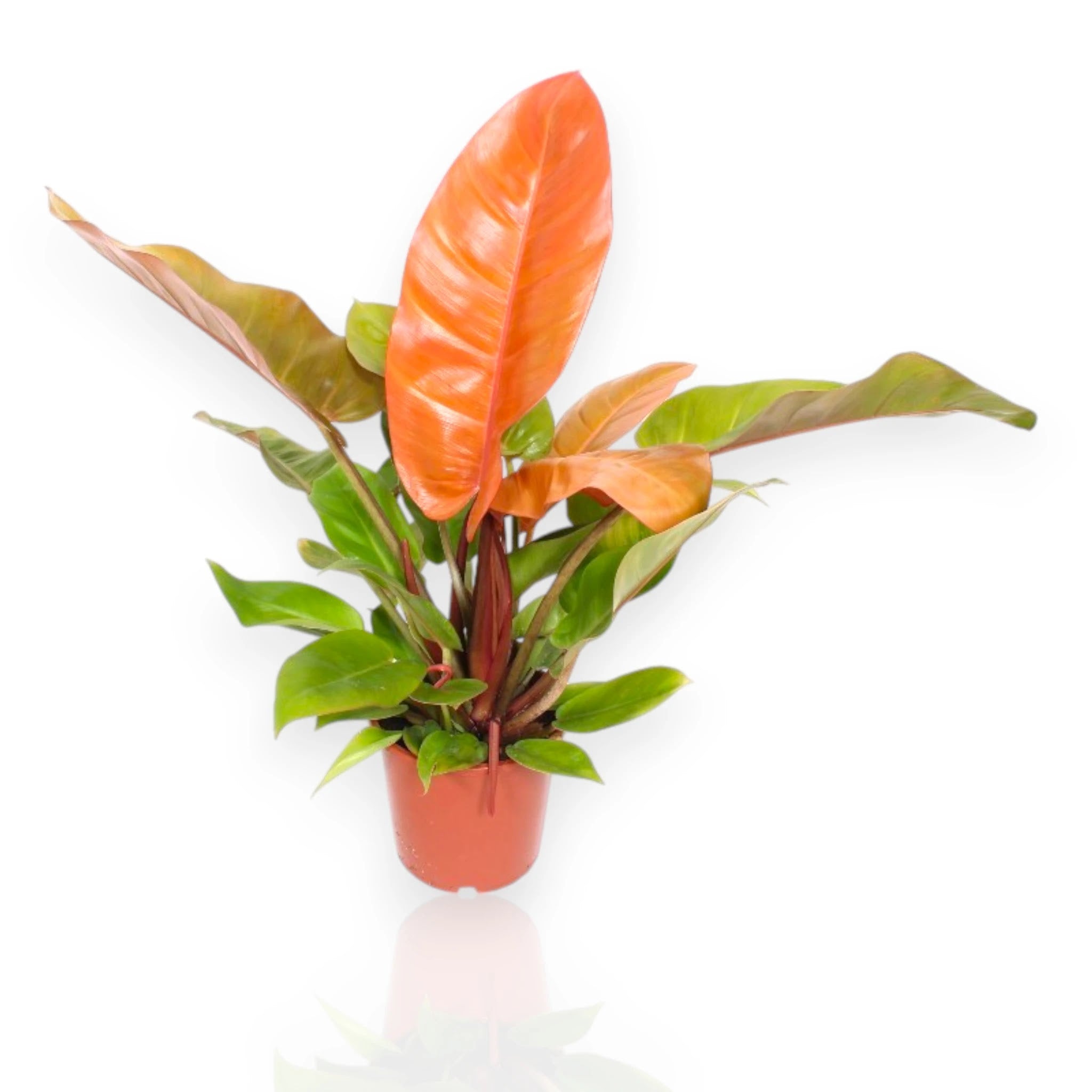 Philodendron 'Prince of orange'