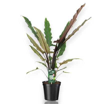 Alocasia lautebrachiana con foglie bronzo metallico in vaso, pianta da interno tropicale