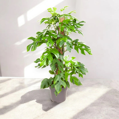 Monstera Minima - Rhaphidophora tetrasperma