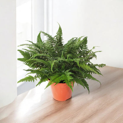 Athyrium spicatum