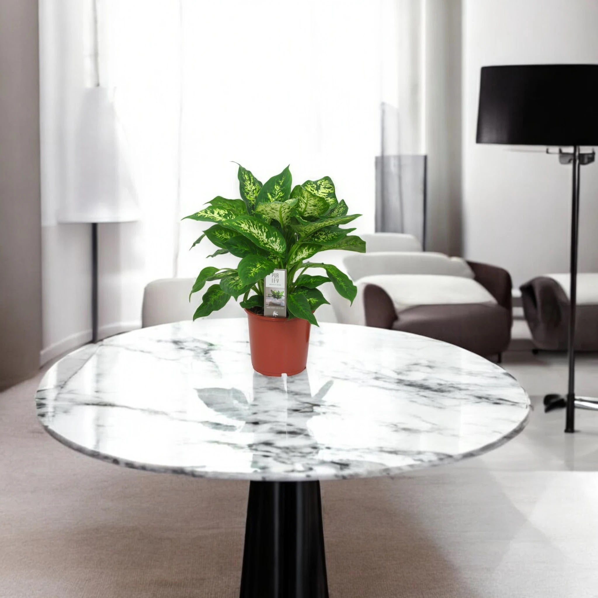 Dieffenbachia 'Compacta'