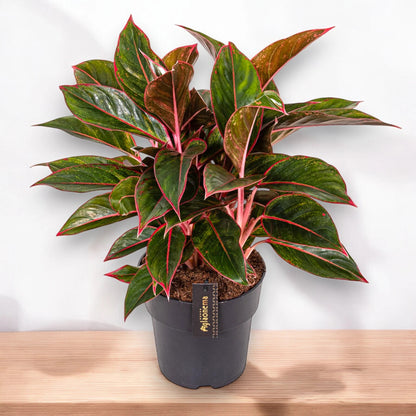 Aglaonema 'Jungle Red'