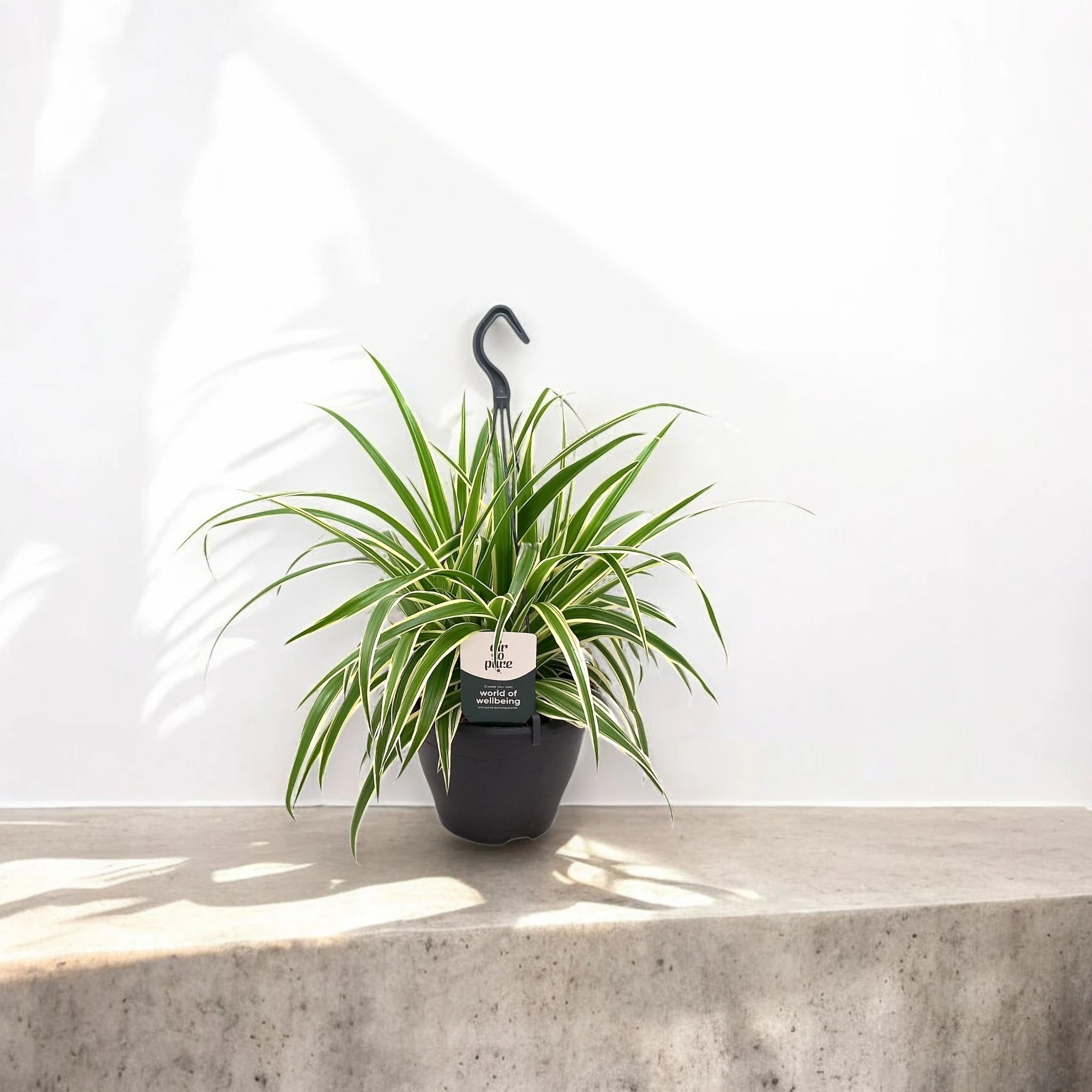 Chlorophytum comosum 'Vittatum'