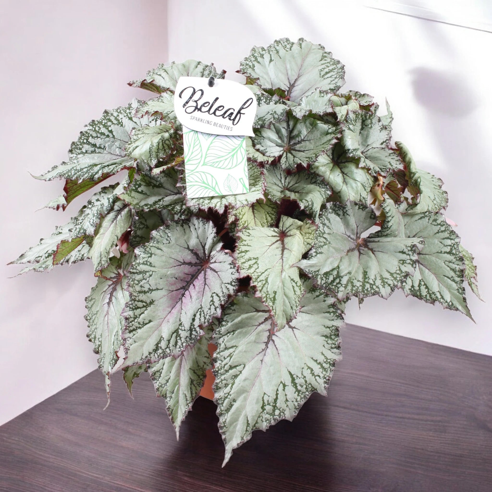 Begonia rex 'Asian tundra'