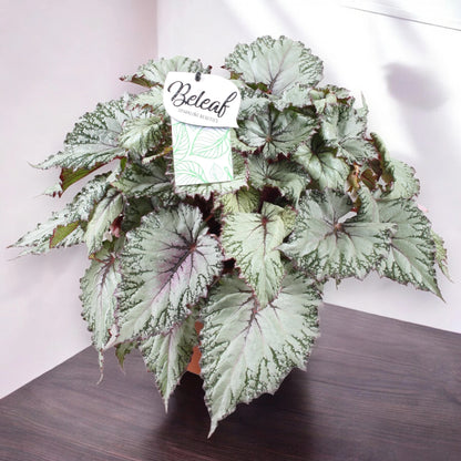 Begonia rex 'Asian tundra'