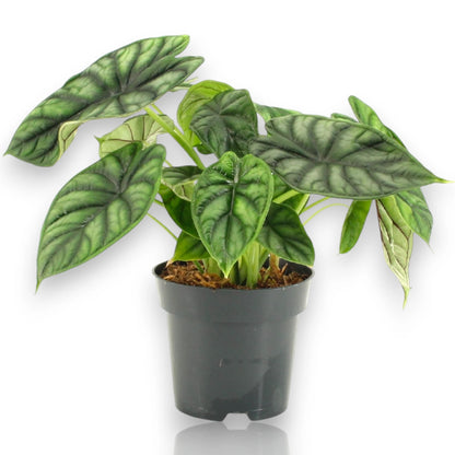 Alocasia Dragon Scale in vaso, pianta da interno con foglie a texture squamosa e nervature argentate
