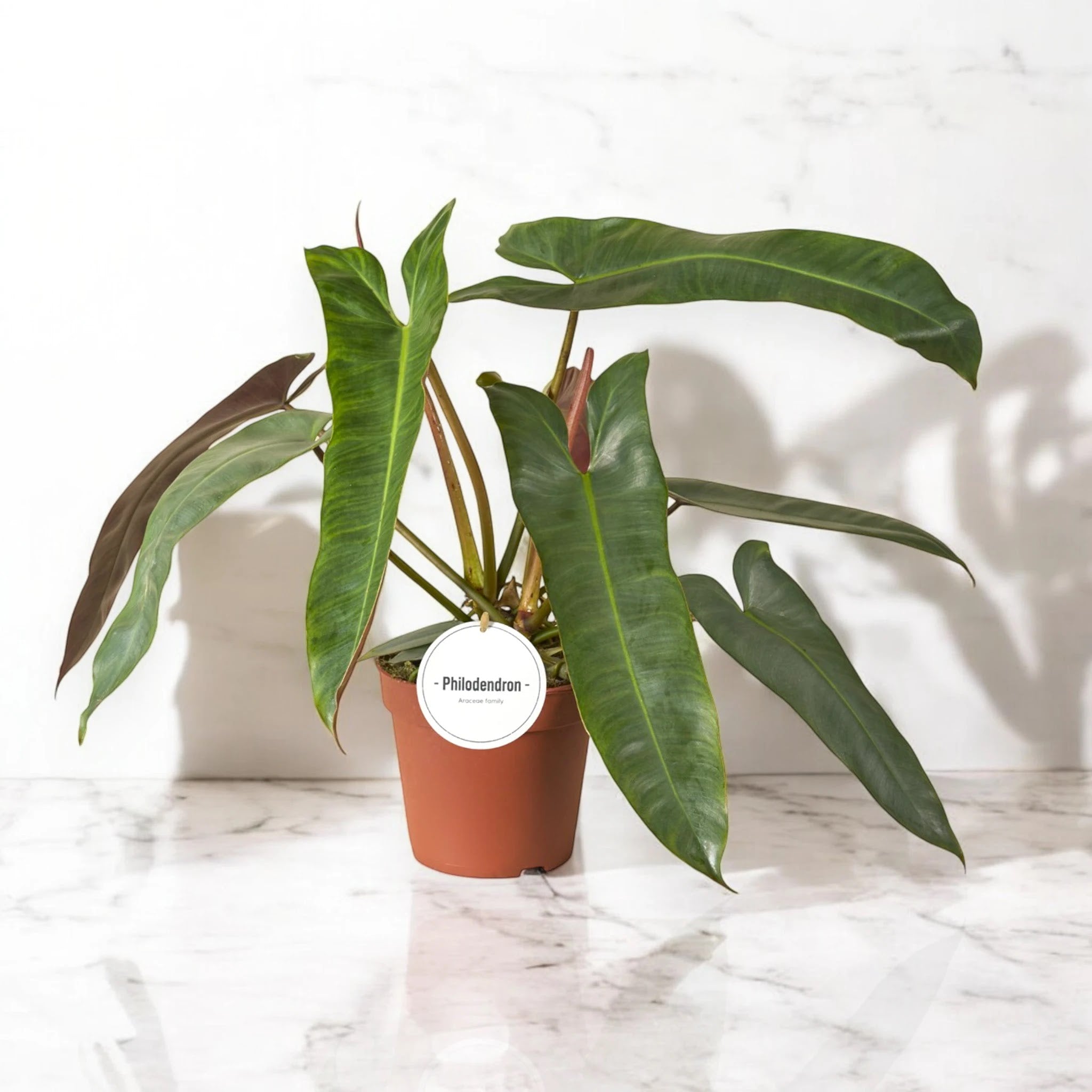 Philodendron atabapoense