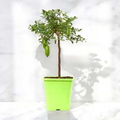 Nandina domestica 'Lemon-Lime'