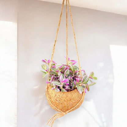 Tradescantia cerinthoides Sweetness