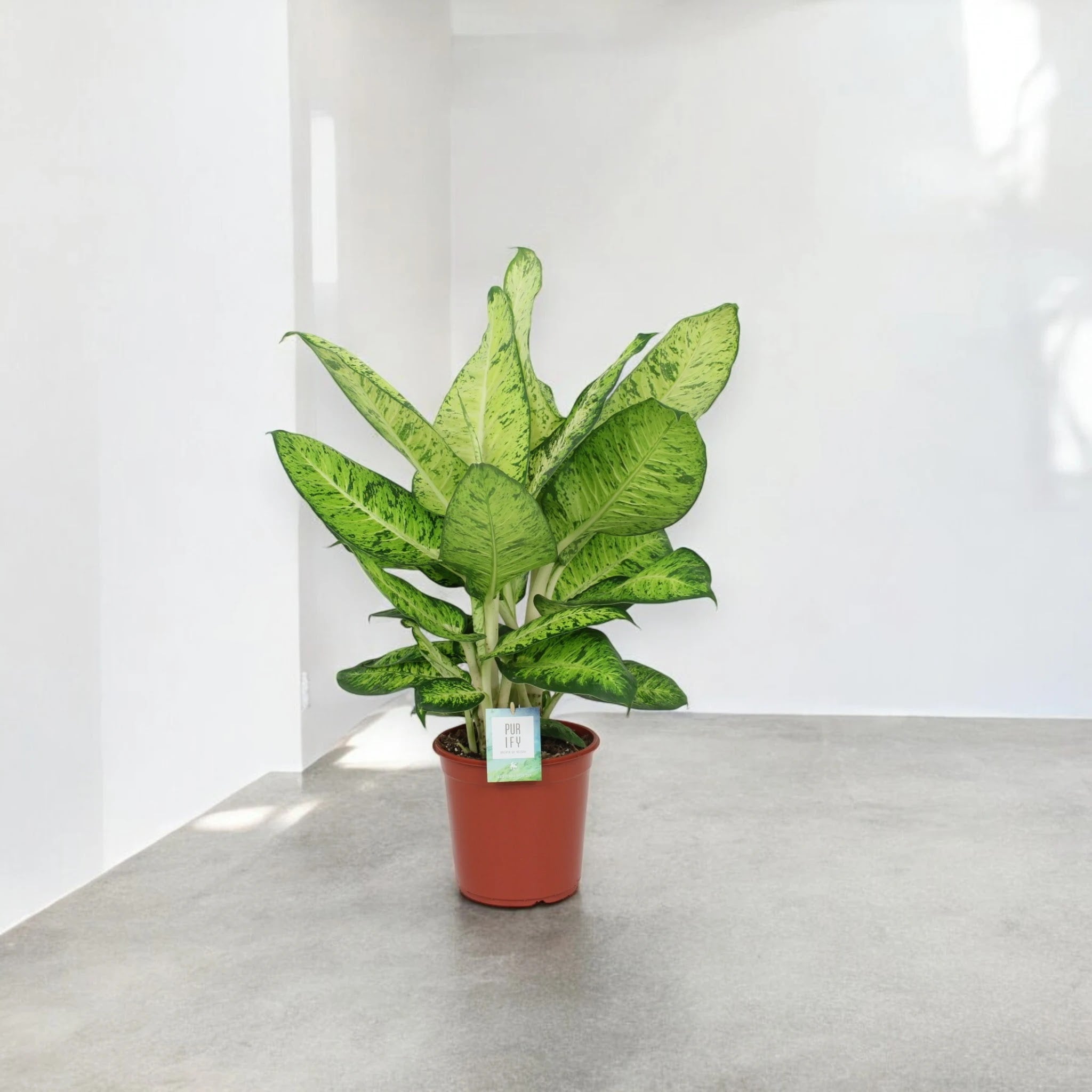 Dieffenbachia 'White Amazon'