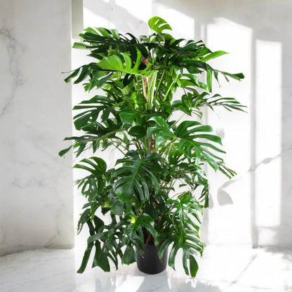 Monstera deliciosa