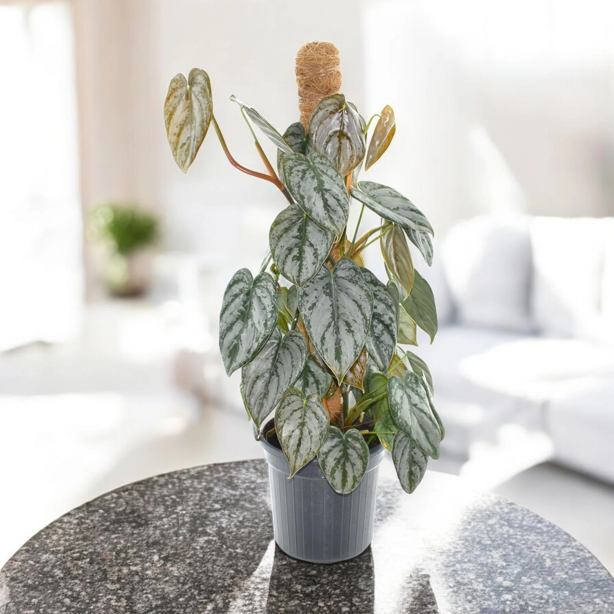 Dettaglio foglia cuoriforme Philodendron brandtianum con venature argentee su sfondo verde