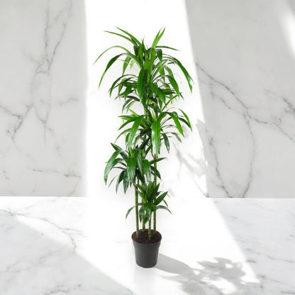 Dracaena fragrans 'Janet craig'