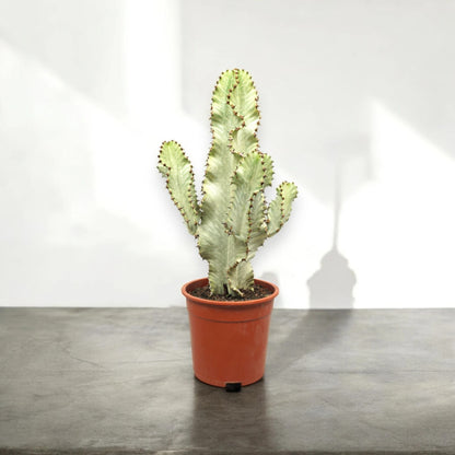 Euphorbia ingens variegata