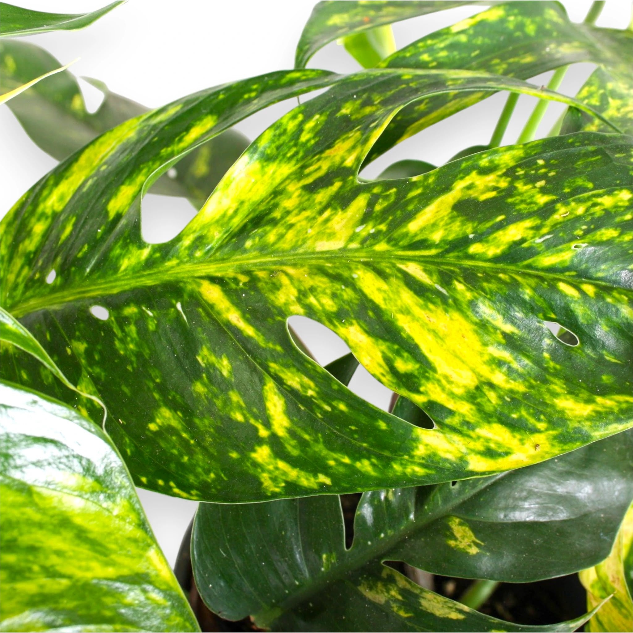 Epipremnum pinnatum 'Cintho goldfinger'