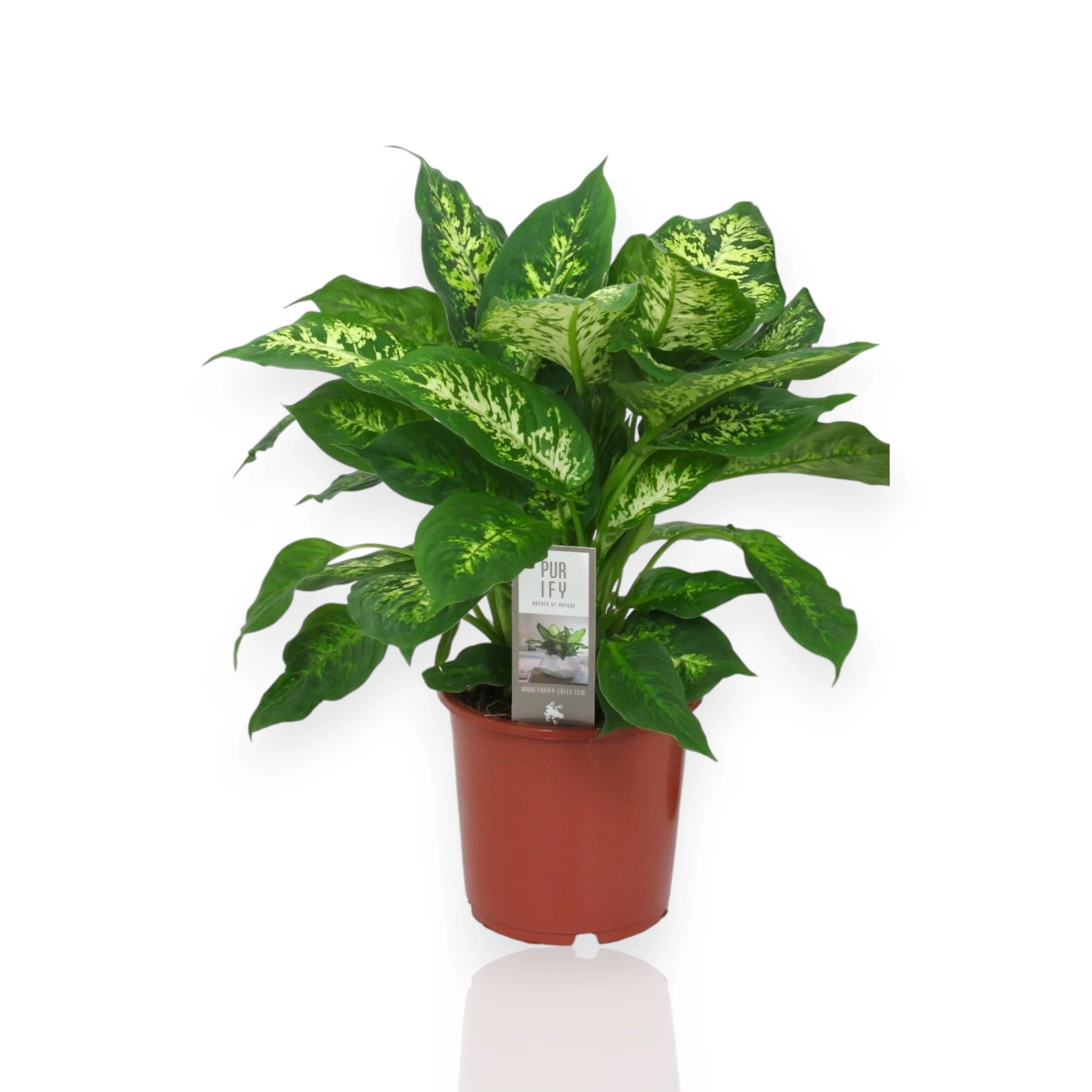 Dettaglio foglia Dieffenbachia Compacta con variegature marmorizzate verde scuro e crema