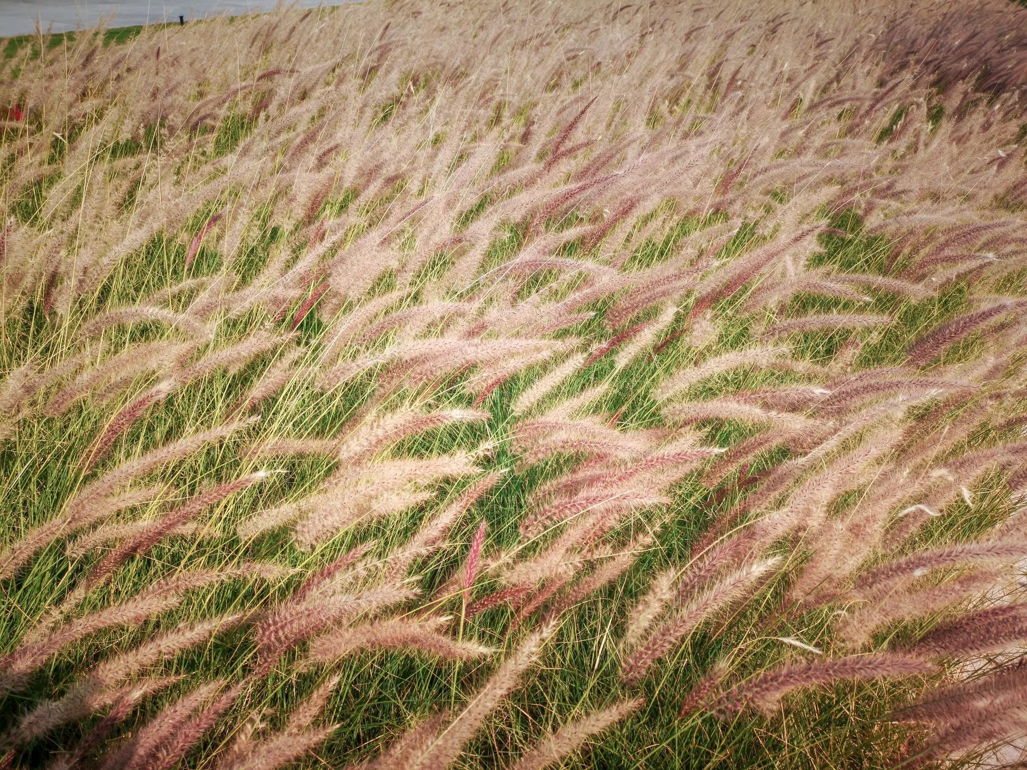 Stipa tenuissima in giardino con fogliame sottile e infiorescenze piumose