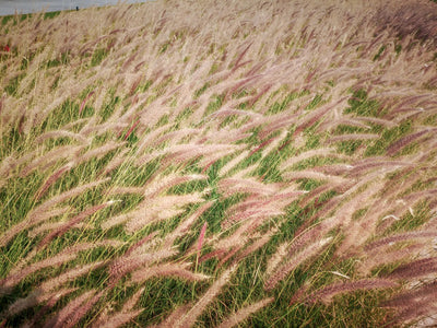 Stipa tenuissima in giardino con fogliame sottile e infiorescenze piumose