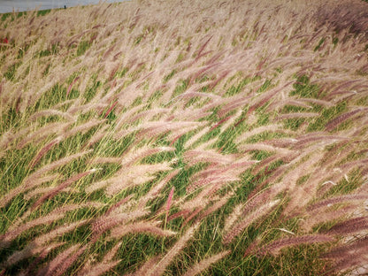 Stipa tenuissima in giardino con fogliame sottile e infiorescenze piumose