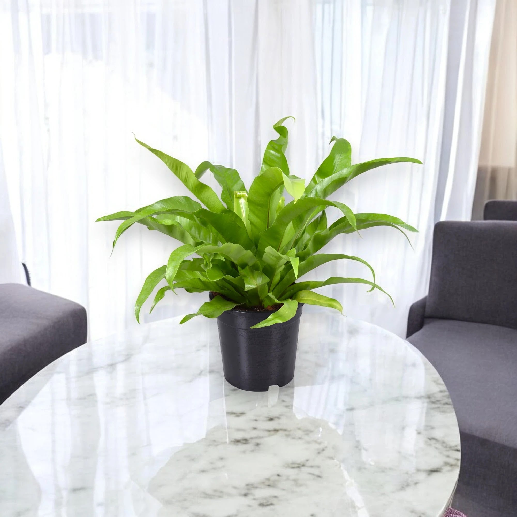 Asplenium antiquum