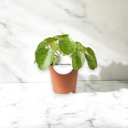 Pilea peperomioides