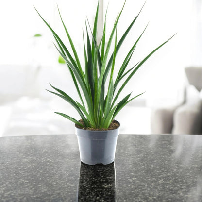 Sansevieria 'Kirkii friends'
