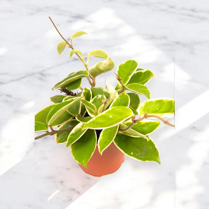 Dettaglio foglie variegate Hoya carnosa Krimson Queen con bordi bianchi e sfumature rosa