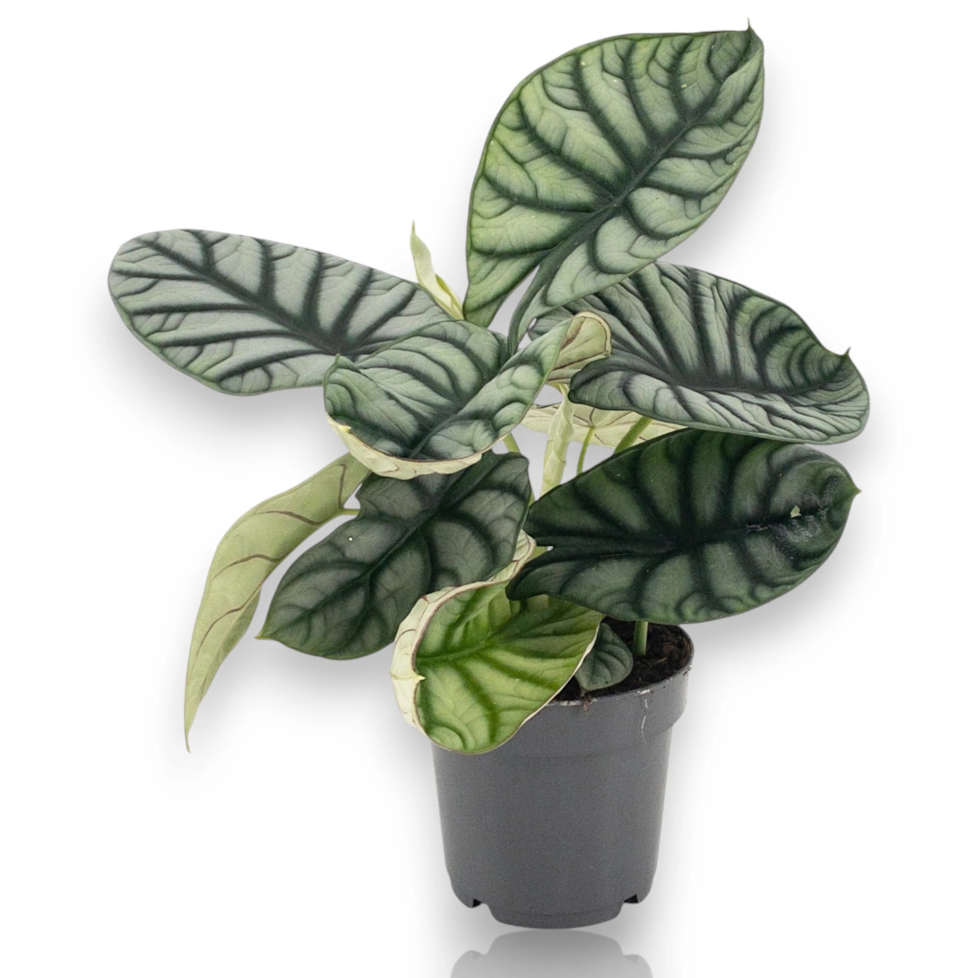 Alocasia 'Dragon scale'