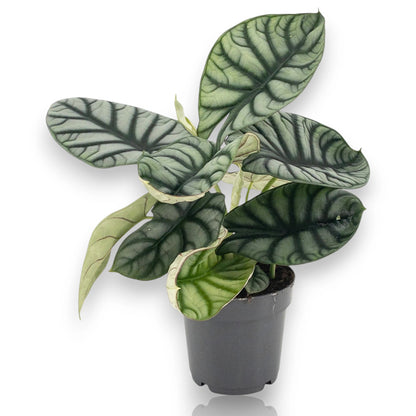Alocasia 'Dragon scale'