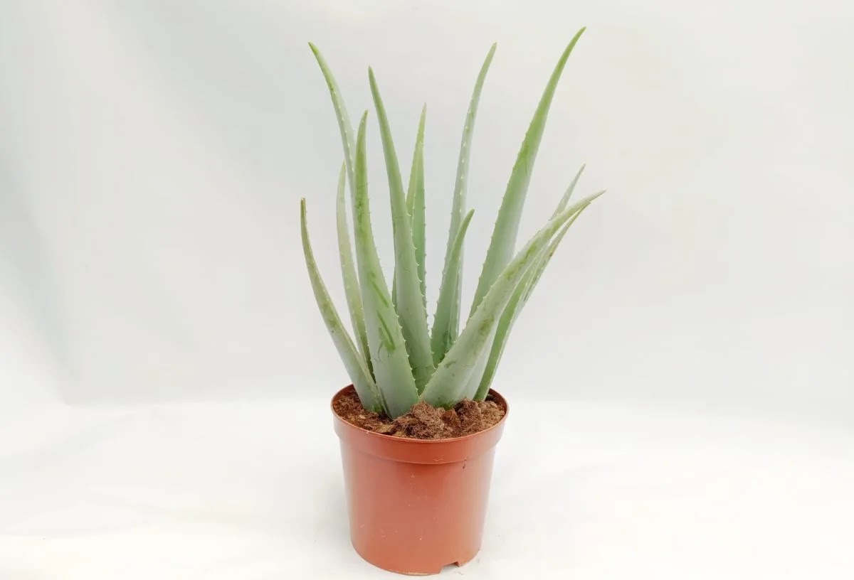 Aloe vera in vaso da interno con foglie carnose verdi disposte a rosetta