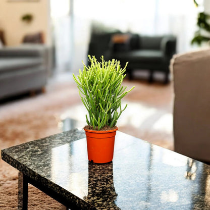 Euphorbia tirucalli