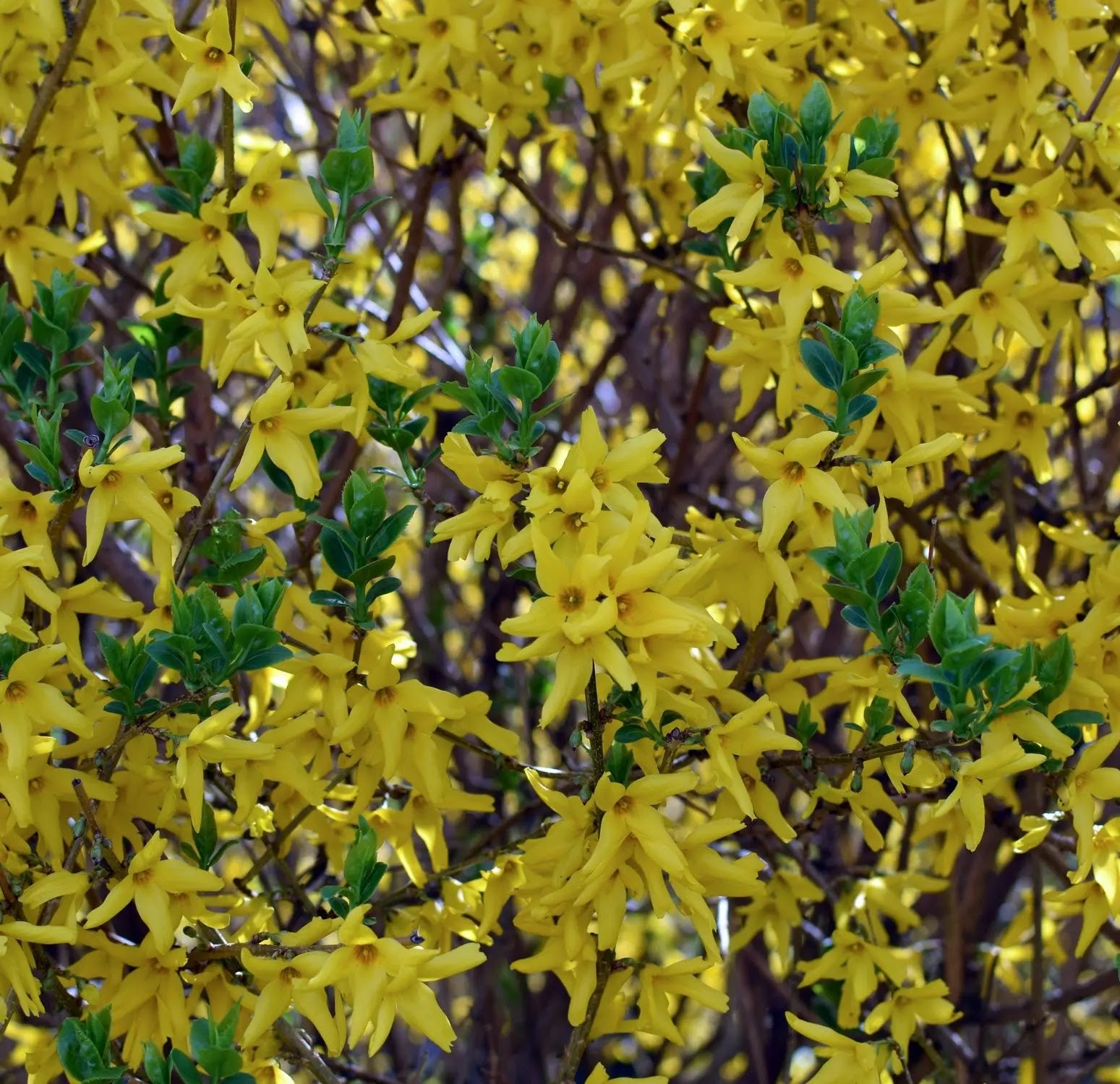 Forsizia - Forsythia 'Intermedia Weekend'