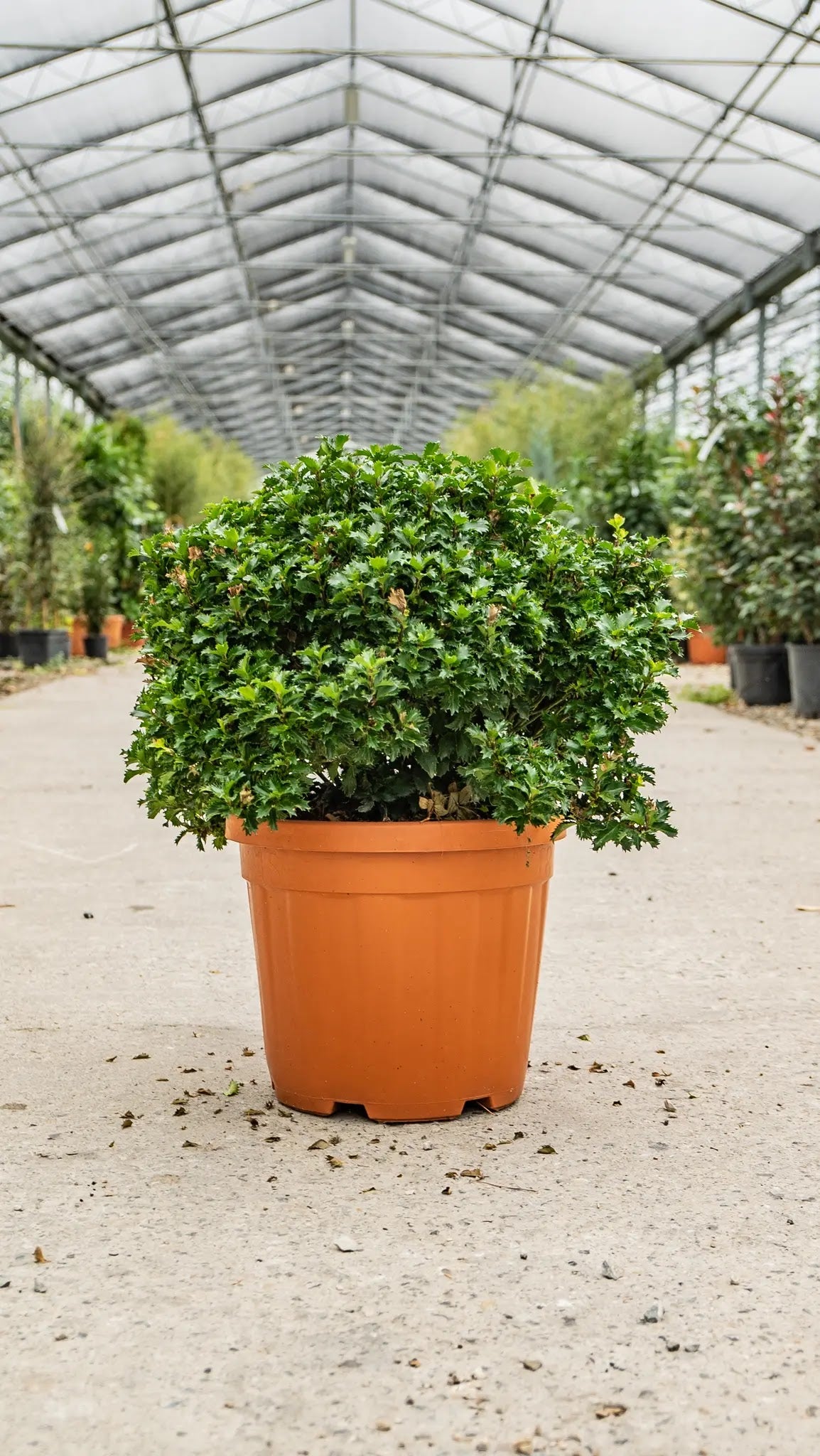 Agrifoglio Ilex Little Rascal arbusto compatto con foglie verdi lucide senza spine in giardino