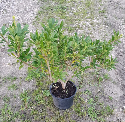 Pittosporo - Pittosporum tobira
