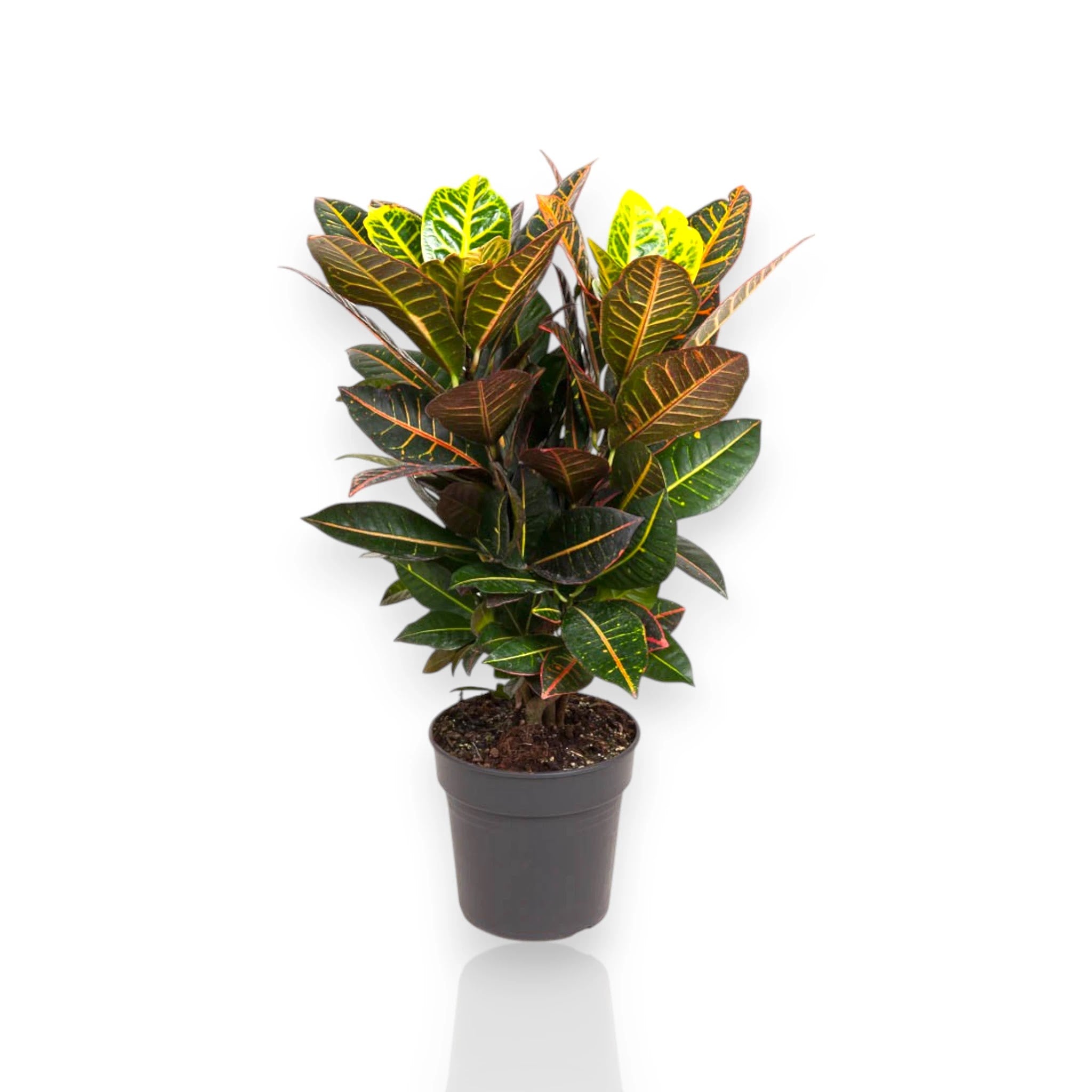 Codiaeum variegatum 'Petra'
