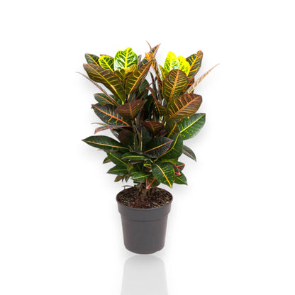 Codiaeum variegatum 'Petra'