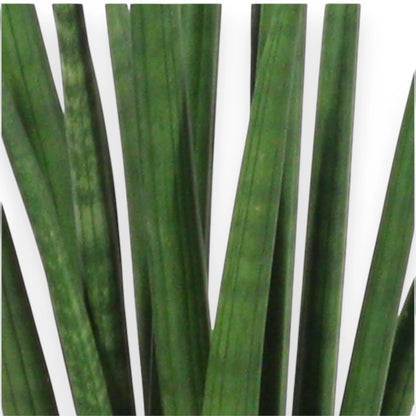 Sansevieria cylindrica 'Rocket'