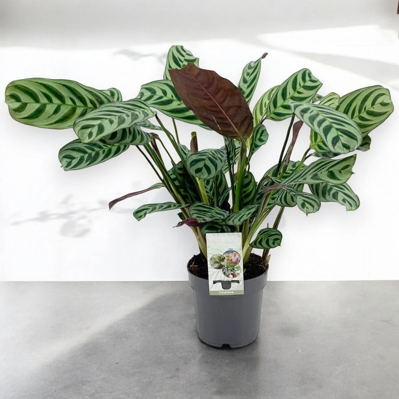 Ctenanthe burle-marxii