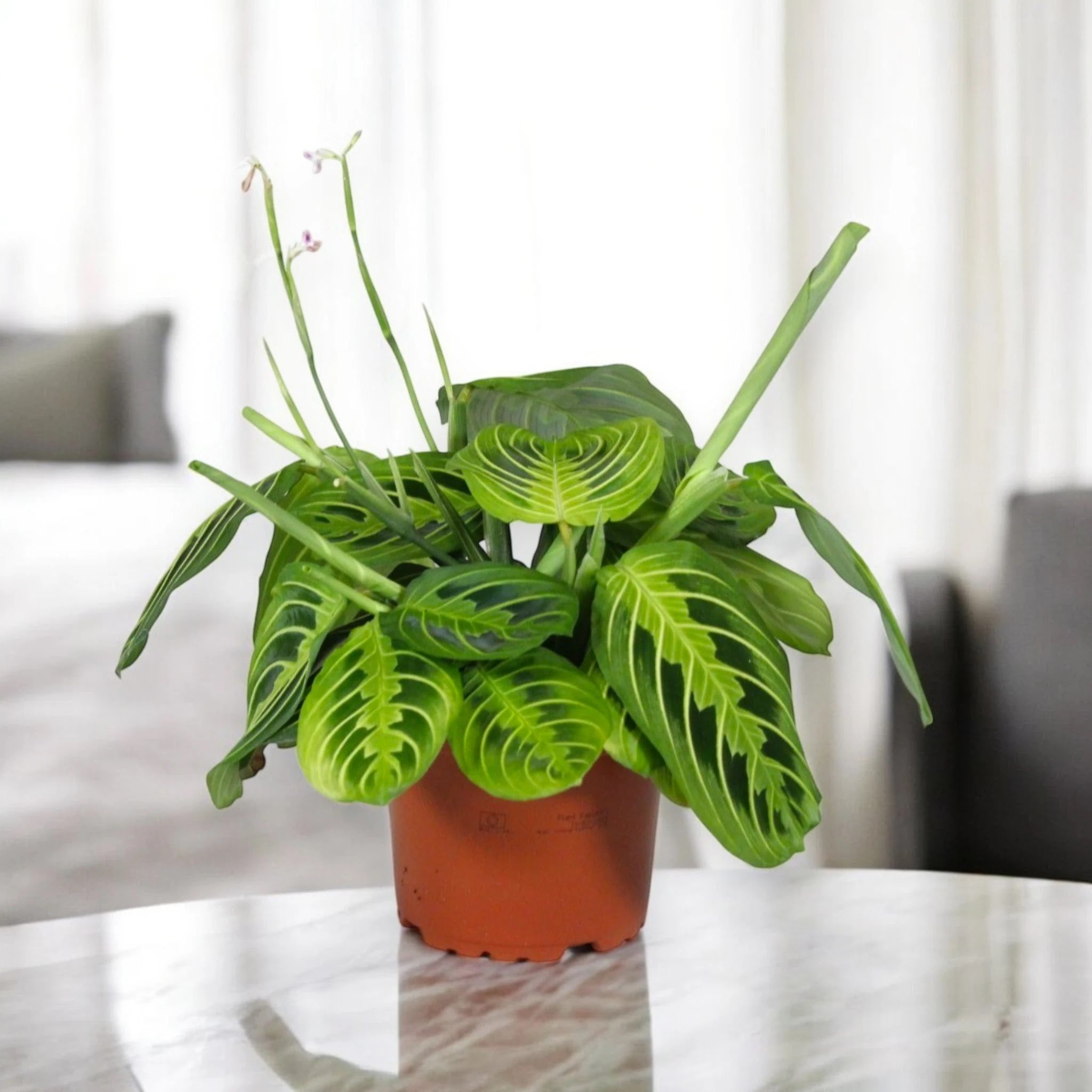 Maranta leuconeura 'Lemon Lime'
